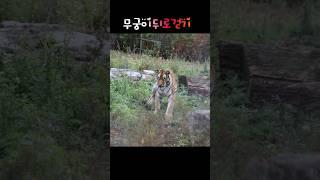 뒤로걷는 호랑이(심장폭행주의) #백두대간수목원 #tiger #animals