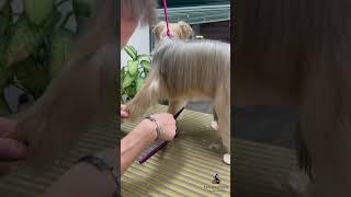 Yorkie Grooming ️️ #yorkshire