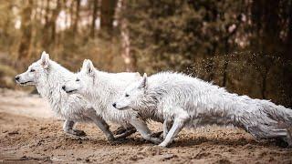 All You Need To Know About The White German Shepherd