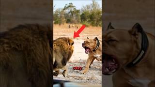 Lion VS Pitbull Meet in The Wild! #shorts