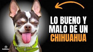 CHIHUAHUA: Ventajas y desventajas de tener uno.