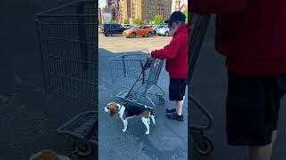 DAD Service Dog Beagle #servicedogintraining #servicedog #beagle #servicedogtraining