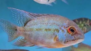 A video of the Cichlids we currently have instock at ‎@PierAquaticsWigan