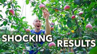 7 Tips for Growing Apples in the Garden, THE MOST DISEASE RESISTANT APPLE TREE ON THE PLANET!