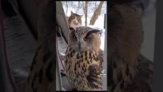 Cat gets freaked out by incredible owl outside of window.