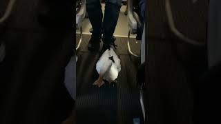 Cute Duck Gets First Class Treatment On Plane