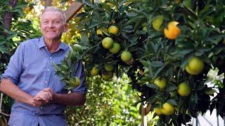 The Garden Gurus - Steps to success with Citrus