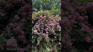 April Garden Tour…full link above! #garden #flowers #shorts