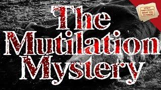 Cattle Mutilation | Stuff They Don't Want You to Know