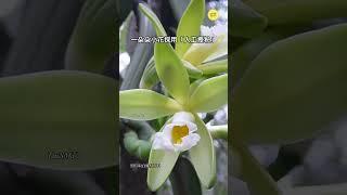 【賞花趣】香莢蘭。新鮮香草莢Vanilla