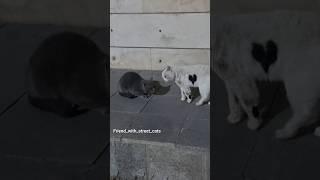 Cats fight sound. Rough fight.   #catfight #fightcat #cat #cats #catsfight #catsfightsound