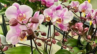 ОРХОНАСОЛОДА️‍#phalaenopsis з назвами в Епіцентрі на Берковецькій #kyiv