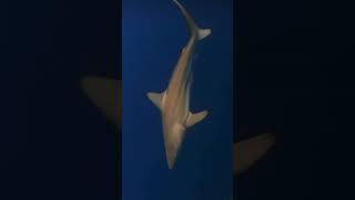 SHARK QUIZ  Name the species ⬇️ #sharks #savesharks #quiz #learnmore #sharkeducation #hawaii #1