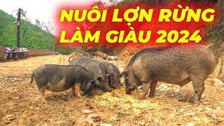 LÀM GIÀU VỚI NGHỀ NUÔI LỢN RỪNG 2024 VỚI NHỮNG KINH NGHIỆM HỮU ÍCH | WILD BOARS FARMING MODEL