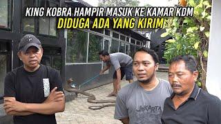 KING KOBRA HAMPIR MASUK KE KAMAR KDM | DIDUGA ADA YANG KIRIM | KINI HIDUP SEHAT DI RUMAH PANJI