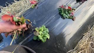 Сколько нужно денег чтобы посадить на 10 метрах клубнику на буграх выгодно ли заниматься клубникой.