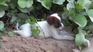 A puppy enjoying cool sand