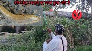How to identify the timing of catching snake head# how to snake head fishing best timing# snakehe...