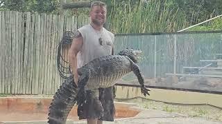 Alligator Show