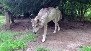 Howling Woods Farm Wolf Sanctuary Tour