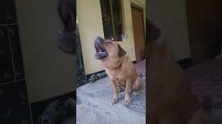 dogs barking that will make your dog bark || adarsh Tiwari vlog |aggressive dog barking sound effect