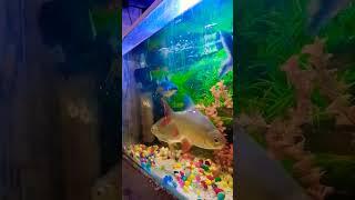 Tiger Shark  Community Tank #shorts #shortsvideo #aquarium #sharks #rockinganshul #live #fishtank