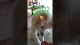 散歩終わりのおやつ食べてねぇ