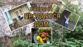 #vlog В СЕРБИИ ПРОДАЕТСЯ ДОМ//ЖИЗНЬ В СВОЕМ ДОМЕ // №56.