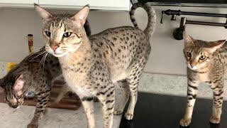 Cute Savannah Cats Meowing For Chicken! #cute #cats #meow