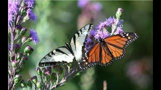 Pollinator Gardening With Native Plants