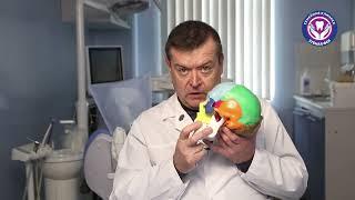 Профилактика проблем ВНЧС. Врач-гнатолог Александр Хамчишкин.