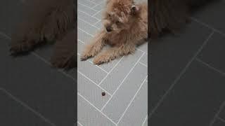 교육실패 투투무 #말티푸교육 #maltipoo #웃긴강아지