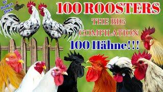 The biggest roosters compilation - Crowing roosters of more than 100 heritage chicken breeds! CROW