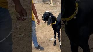 AJMER BAKRA MANDI LIVE UPDATE COVER WITH PRICE RAJASTHAN BIGGEST MANDI