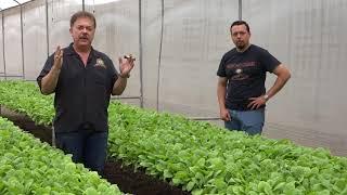 Nick Perdomo and Silvio Loaisiga Explain the Life Cycle of a Tobacco Plant in a Greenhouse