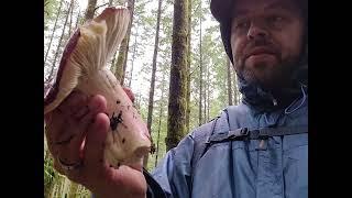 Shrimp Russula (Russula xerampelina) Identification