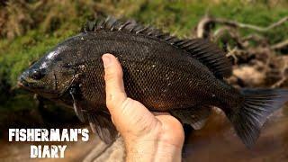 Barcoo Grunter From A Brisbane Creek?! ~ Fisherman's Diary Ep 788