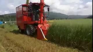 Green fodder oats combine harvester silage harvester 4QZ 2100