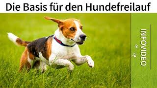 Hundefreilauf ️ Die Basis für deinen Hunde Freilauf ️