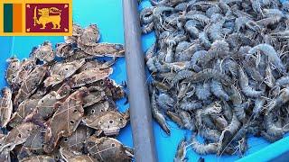 Prawns and Crabs at Fish Market Harbour Tangalle Sri Lanka