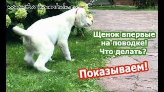 Как "подружить" щенка с поводком? Показываем!