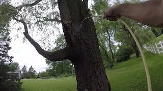 07/3/2024: Watch Chris do Stuff #27: My Battle with the Gypsy Moths from 2021