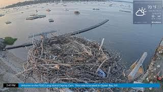 Osprey Cam Live 4K - Oyster Bay, NY
