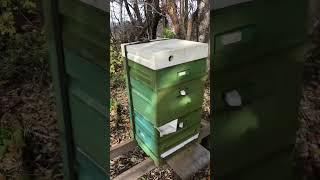 Небольшой обзор пасеки. Готовимся в зиму.