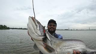 Biggest Monsters Snakehead fish and wallagoattu catfish || The best bait for snakehead fishing