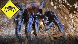 aggressive tarantulas...spider feeding compilation...nhandu, acanthoscurria, phormictopus, lasiodora