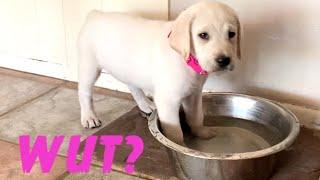LABRADOR PUPPY VS. HER WATER BOWL!
