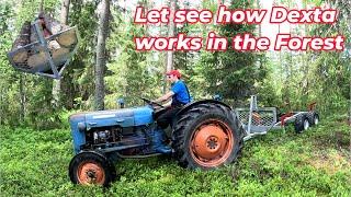 Fordson DEXTA in the Forest - Driving huge spruce logs