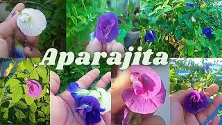 Different types of aparajita flower/अपराजिता के फूल/Rare types of Blue pea Flowers/Sasipajay