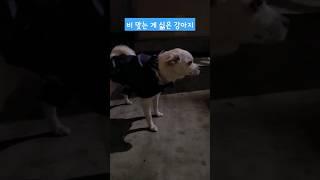 비 오는 게 싫은 강아지 (#댕댕이 #시고르자브종 #믹스견 #반려견)
